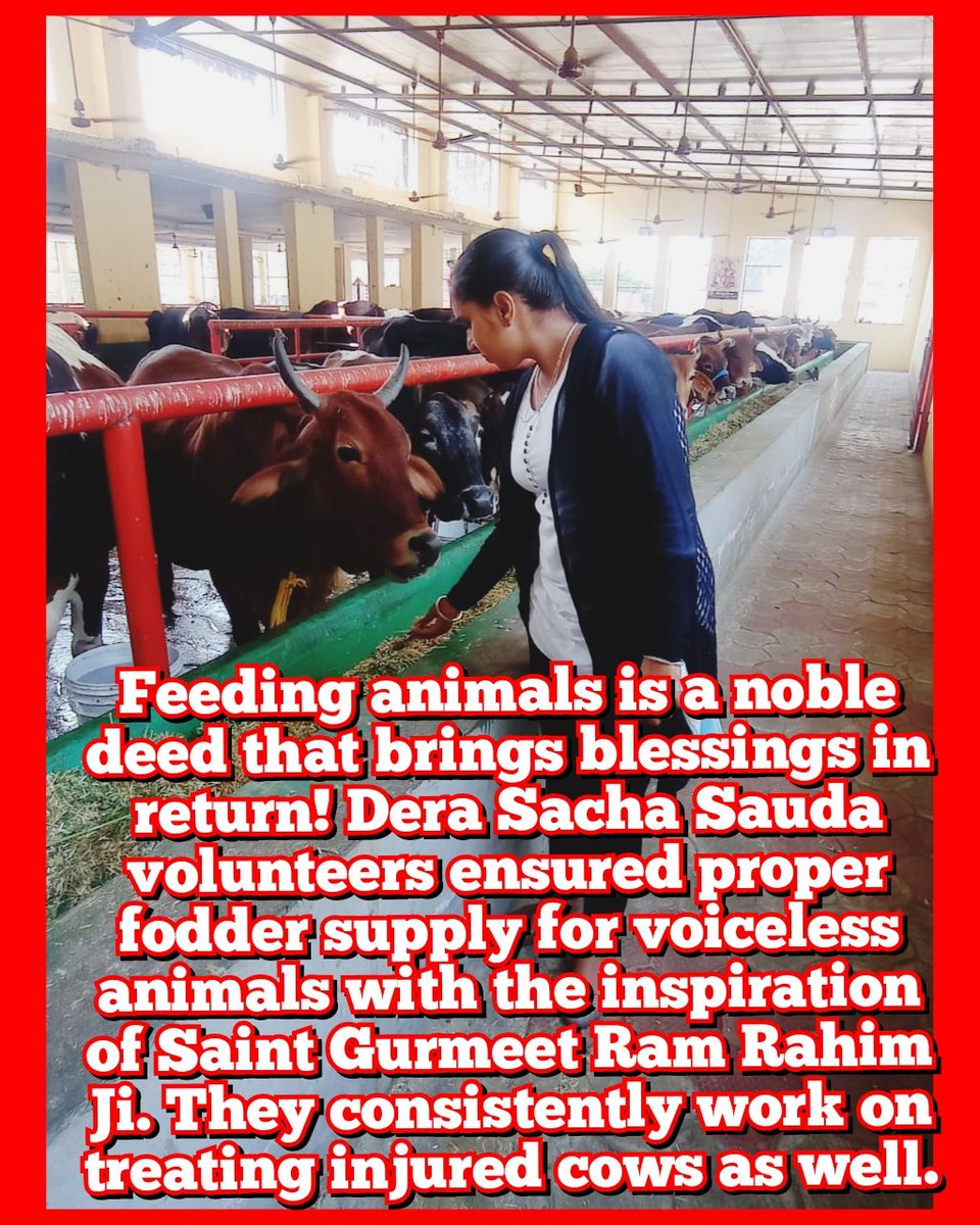 Millions of disciples of Dera Sacha Sauda arrange food,water and shelter to stray animals and also tie reflector belts to them for their prevention from road accidents
#EndCruelty 
Saint Gurmeet Ram Rahim Ji
Animal Welfare