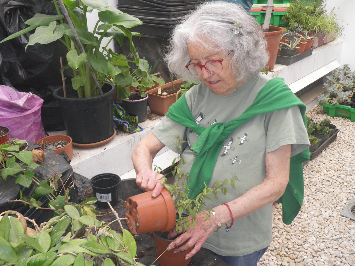 AulagaAsociacio's tweet photo. Ayer miércoles en el vivero de Aulaga, plantando bulbos de #gladiolos y macetas de #lantana para la campaña “#EnPrimaveraRegalaPlantas”.
#actividad #voluntariado #Málaga https://t.co/RXJNHzgRNn