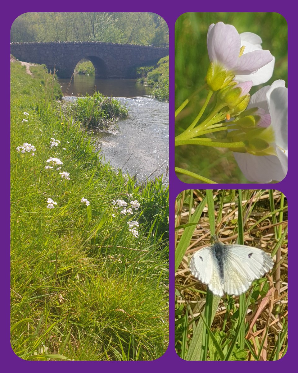 CookJoniL's tweet image. Great to come across several female Orange-tips laying eggs on Cuckooflower at Sence Valley Forest Park, Leics. #Butterflies #VC55