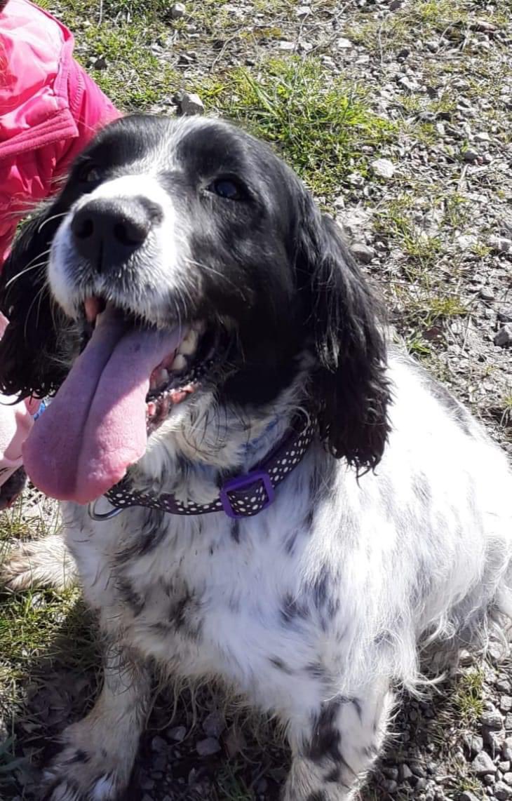 Lulu #missing spaniel #shuttlwood to #staveley area got out 8am 4/5/23 14 year old.she could be on the fields behind shuttlewood #allotments towards staveley.pls keep an eye out for her my grandaughter is broken hearted.TY facebook.com/groups/1113643… @JacquiSaid @StaveleyPO @bs2510