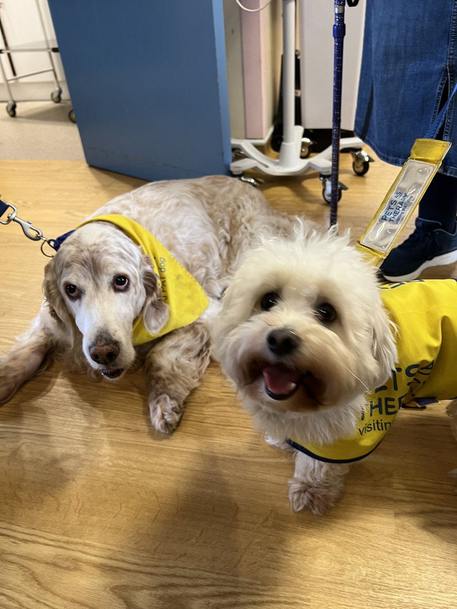 CynthiaKphysio's tweet photo. Met the sweetest therapy dogs Otis and Barney visiting the wards💛 https://t.co/BHmGkkRVmd