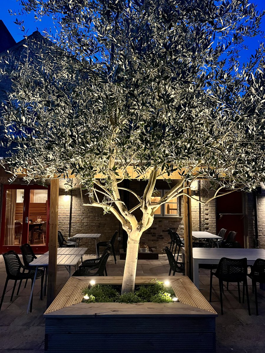 Our stunning olive tree getting the spotlight it deserves. A lovely touch to our updated patio area. 

To book :
📞 01284728443
📨 info@thecadogan.co.uk
💻 thecadogan.co.uk/book-a-table/
💻 thecadogan.co.uk/accommodation/  

#local #supportlocal #burystedmunds #burystedmundsfood #suffolk #local