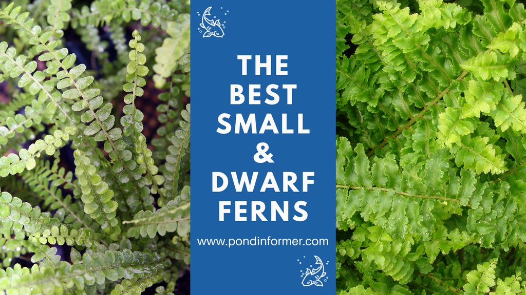 PondInformer's tweet photo. Looking to add a touch of natural elegance to your home or garden? Check out this article for a list of stunning and low-maintenance small ferns that are perfect for any setting! 🌿🌱
https://t.co/xTMspf9Dmw

#ferns #indoorplants #gardening https://t.co/9ya7g9aSCY