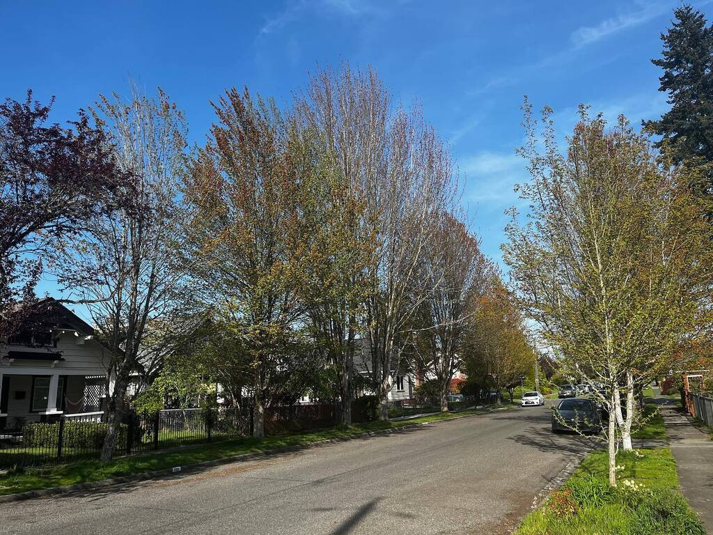 These struggling red maple trees have sooty bark disease. How are tree health issues affecting your community? ift.tt/IzqJiBA instagr.am/p/Cr1UzXlvIi7/
