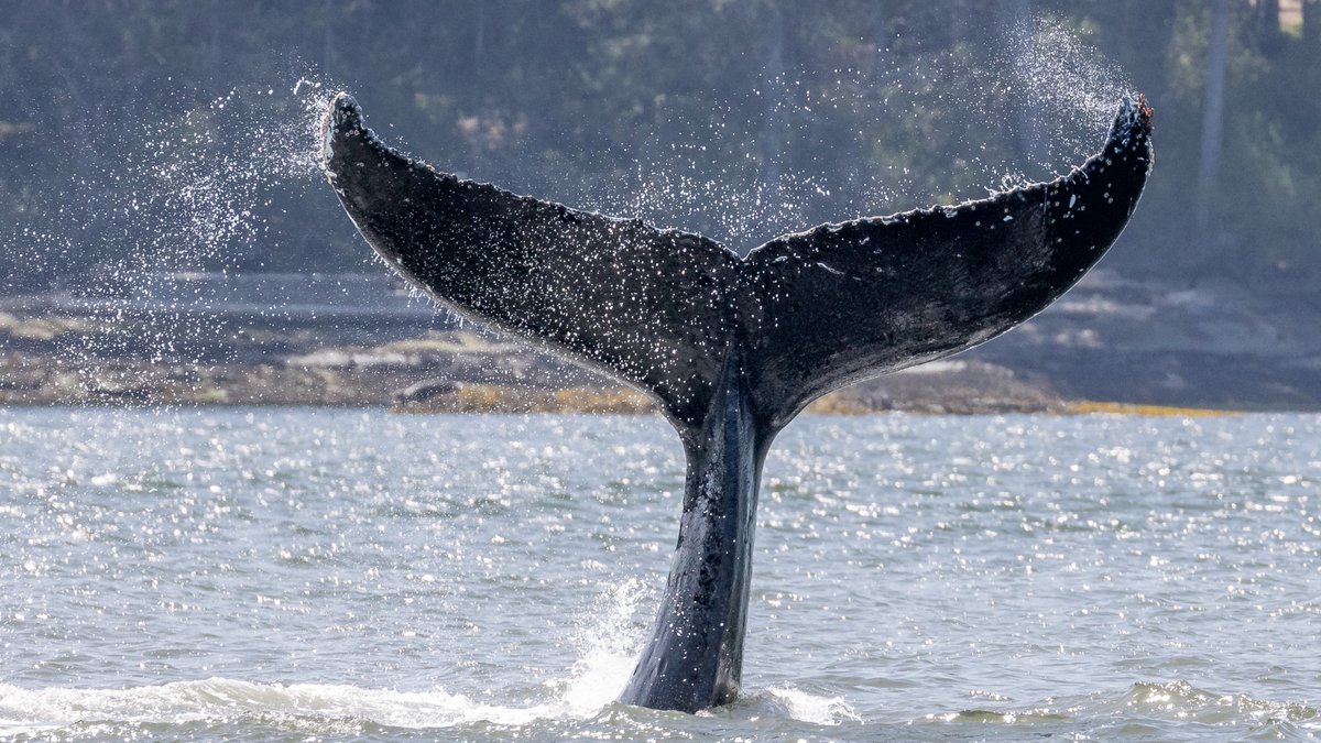 VanIslandWhale's tweet photo. It's the start of Humpback season! 🐋We saw 92 different Humpbacks last year - how many do you think we will see this season? 🤔

#vanislandwhalewatch #humpbackwhales #humpbacks #humpbackrock #humpbackrocks #humpbackwhaleencounter #humpbackbreach #humpbackday #humpbackwhaleseason https://t.co/DsMV8uuEAN