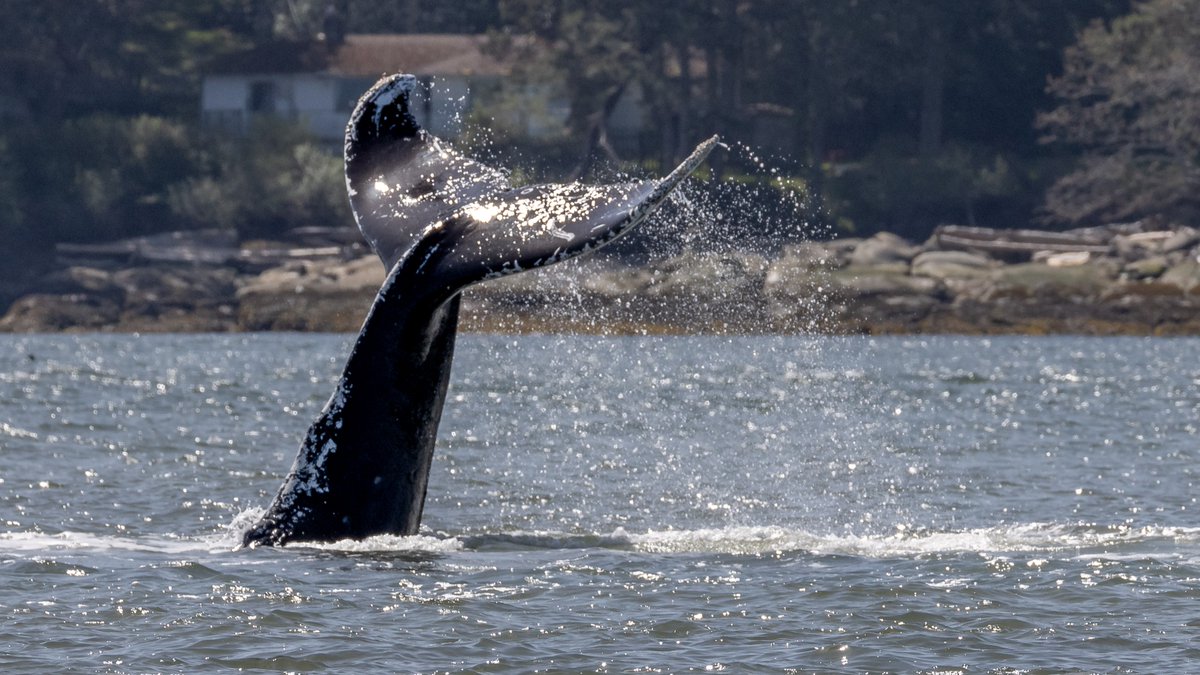 VanIslandWhale's tweet photo. It's the start of Humpback season! 🐋We saw 92 different Humpbacks last year - how many do you think we will see this season? 🤔

#vanislandwhalewatch #humpbackwhales #humpbacks #humpbackrock #humpbackrocks #humpbackwhaleencounter #humpbackbreach #humpbackday #humpbackwhaleseason https://t.co/DsMV8uuEAN