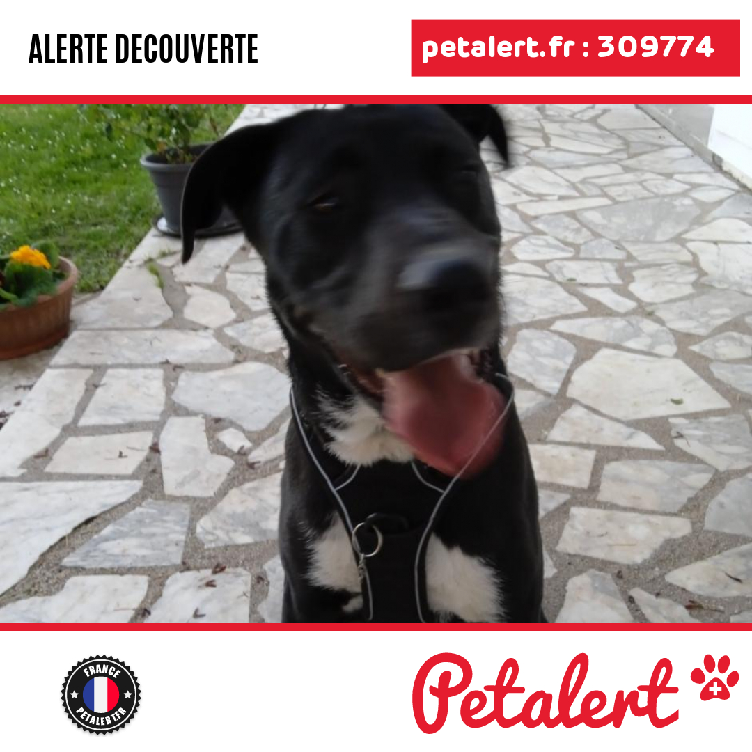 petalert_france's tweet photo. Trouvé #Chien #LoirEtCher #SaintDyeSurLoire #Petalert #PetAlert41 / https://t.co/uYRpo0kVFn https://t.co/OaLAaLRz7a
