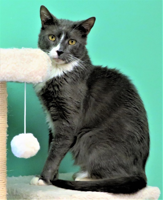 👉🏽SENIOR ALERT 🙏🏽PLZ SHARE
💙SHY, HANDSOME 16YO #SENIOR GRAY &amp; WHITE KITTY "BOO"💙
📣NEEDS A PATIENT, CAT SAVVY🏡#FUREVERHOME
▶4 INFO sbacc.org/advert/boo/
🙏🏽#ADOPT #AdoptDontShop #AdoptMe
#SEALBEACH, #CA #ORANGE CO #SOCAL
✅CATS <a href="/SealBeachAnimal/">SBACC</a> #ForgottenSoulsHour #US #CATS