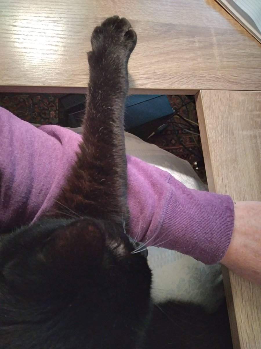 CueTKatz2's tweet photo. Paws in for anyone that needs it ❤️Cue T always knows when too lend a paw of comfort ❤️#catsofinstagramandtwitter https://t.co/8e33VY5eFK
