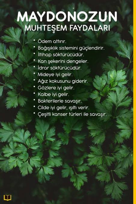 Beslen100's tweet photo. #maydanoz #maydanozfaydaları #maydanozdetokuz #beykozunverstesi https://t.co/zlflBEh8PO