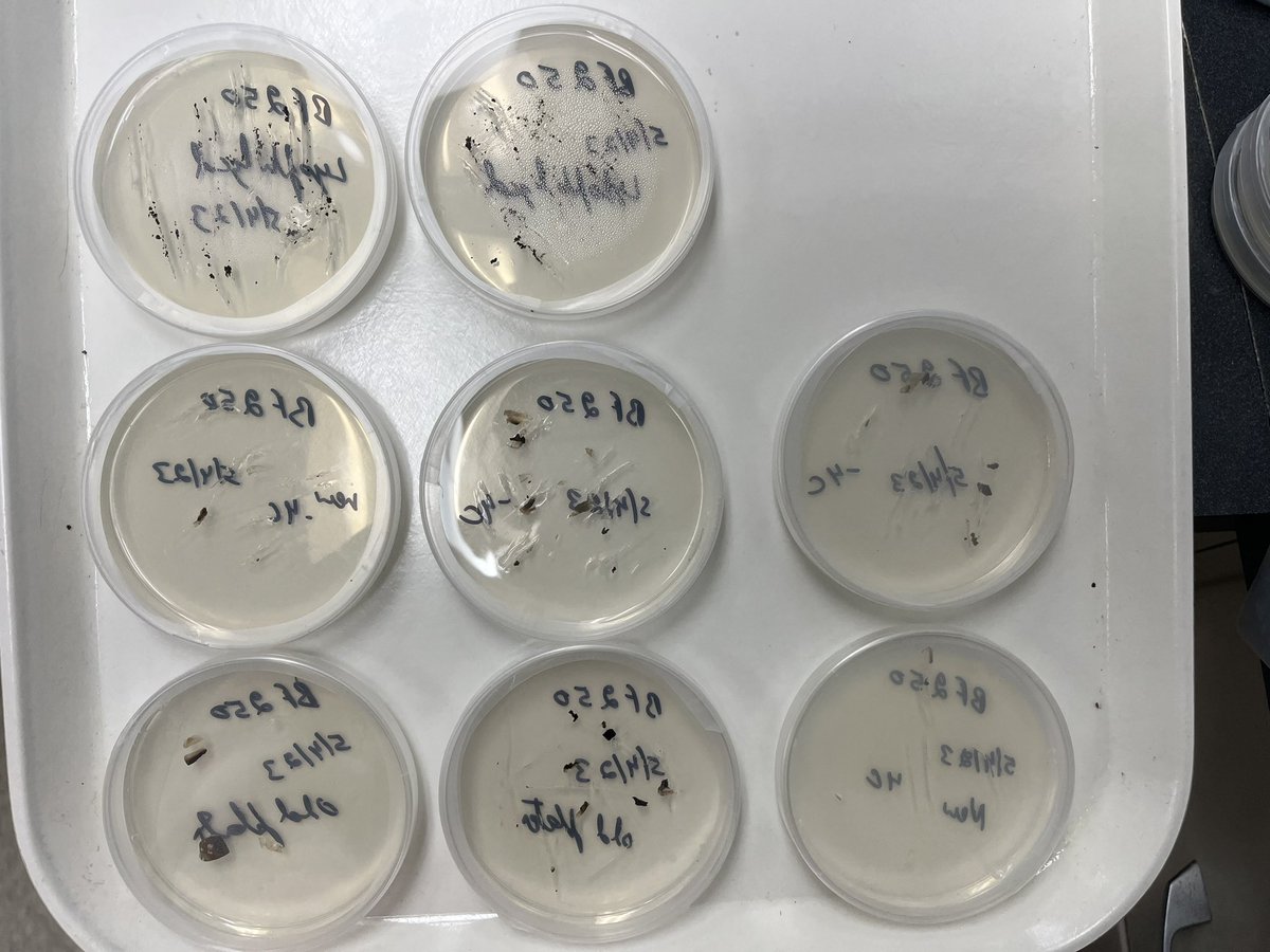 started our #oakwilt cultures today! field season is coming up fast 🌳🍄