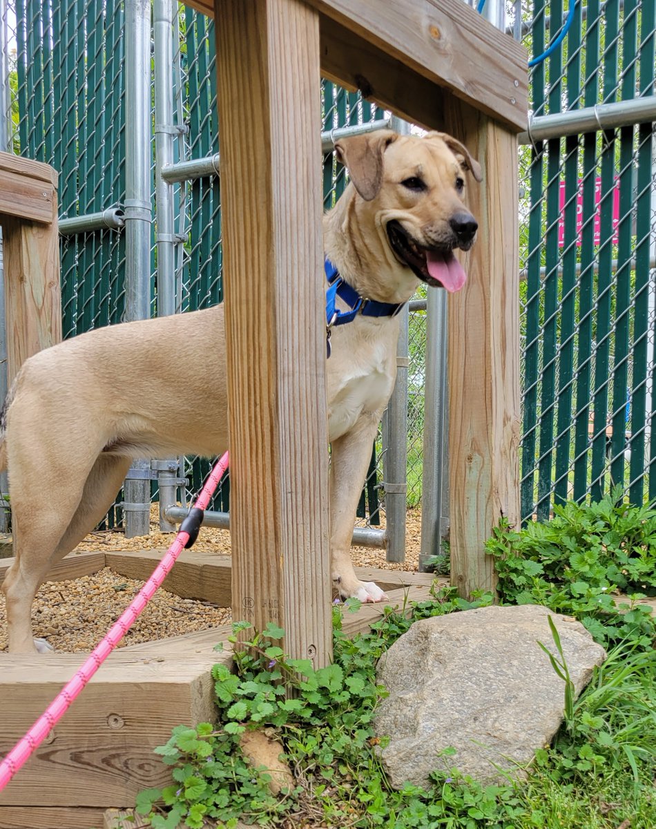 AlexAnimals's tweet photo. Gorgeous golden Georgina is keepin' an eye out for her new family. #alexanimals #alexandriava #alexandriadogs #novadogs #dmvdogs https://t.co/Io8enXCRi9 https://t.co/AyYuBQm8vq