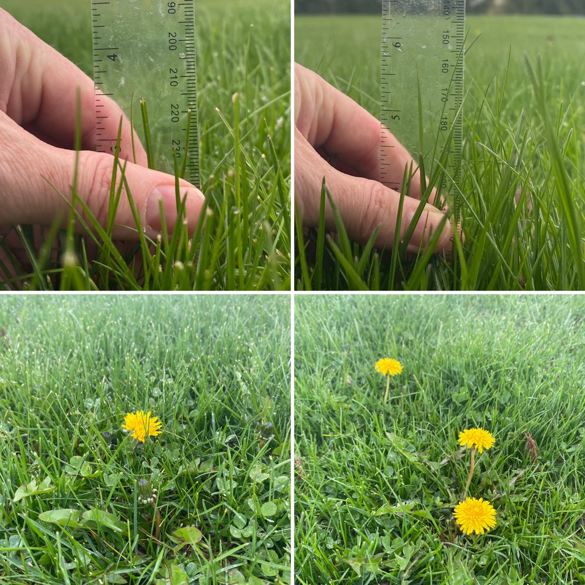 GuelphTurf's tweet photo. We are running a #NoMowMay demo to show the detrimental effects of letting grass grow long. It is May 4 and the mowed treatment (left, mowed Apr 24) is ready for another cut (3.5") and the unmowed is ~5.5" tall. We are similar numbers of flowers in both treatments. Stay tuned! https://t.co/haqZoI8plD