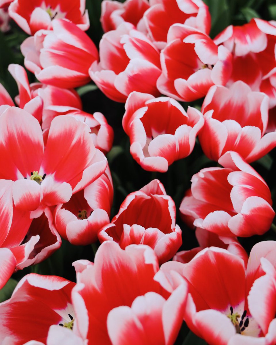 Santgimenez_'s tweet photo. 🌷🌷🌷🌷🌷🌷🌷🌷🌷🌷🌷🌷🌷🌷🌷🌷 🌷🌷🌷🌷🌷🌷🌷🌷🌷🌷🌷🌷🌷🌷🌷🌷 🌷🌷🌷🌷🌷🌷🌷 https://t.co/kPriZ8IDa1