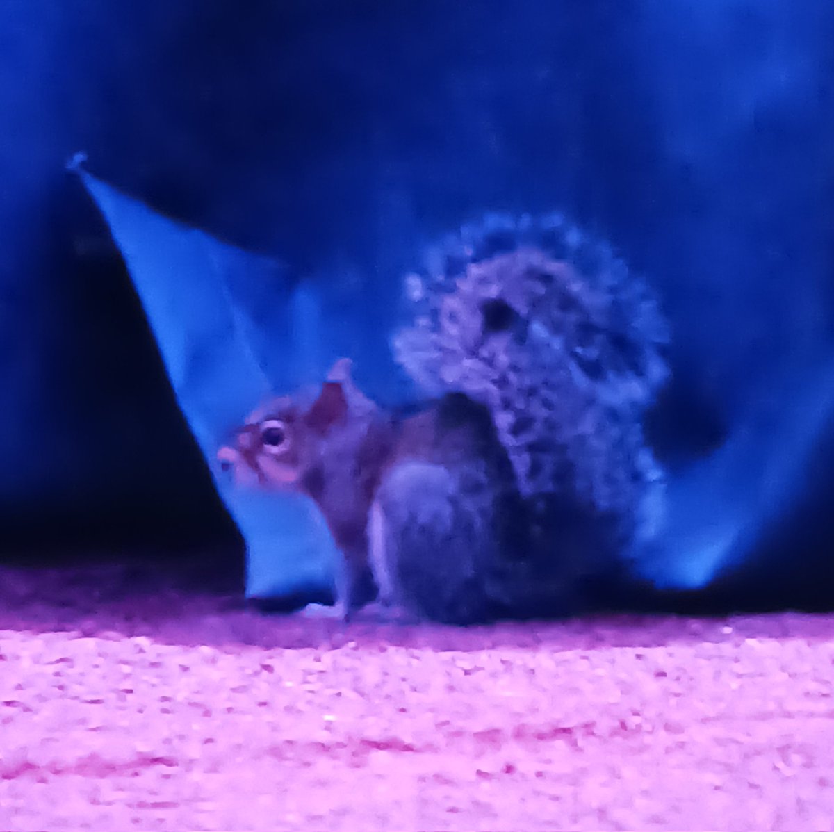 InMyDNA64's tweet photo. Rally Squirrel sighting. @Cardinals have 2 more at bats to take advantage of the mojo. #StLCards #CardinalComeback https://t.co/PbWfr0QvPw