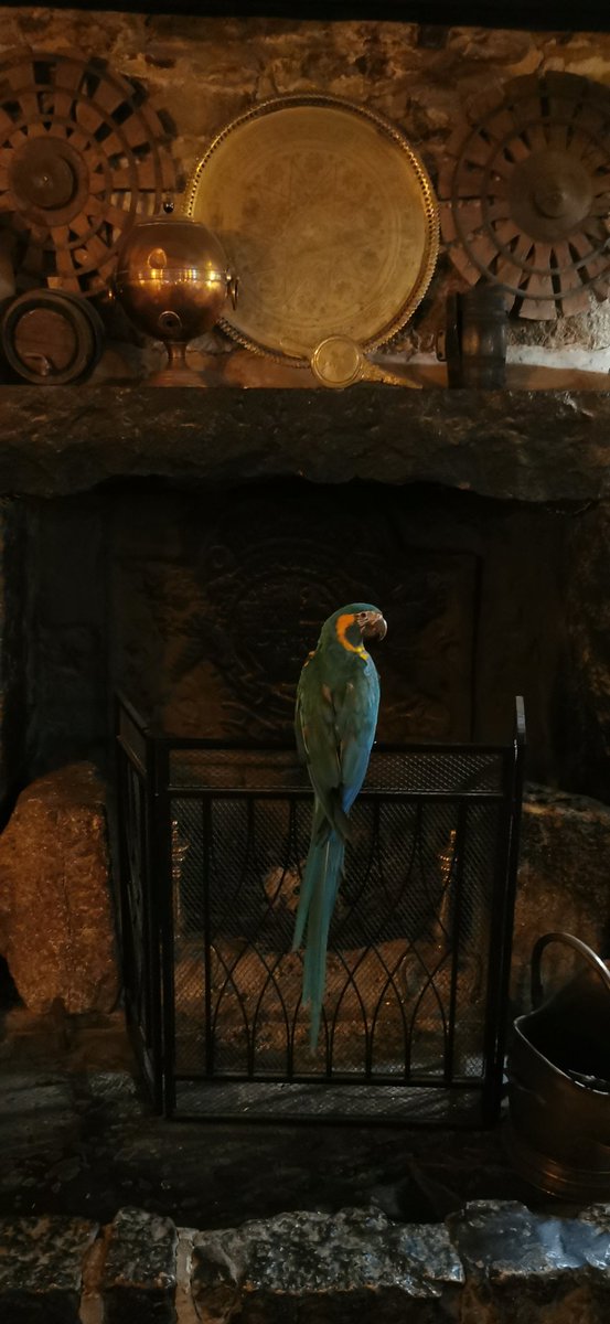 ParrotsnPirates's tweet photo. Jamaica Inn https://t.co/9uIl6qcZBN