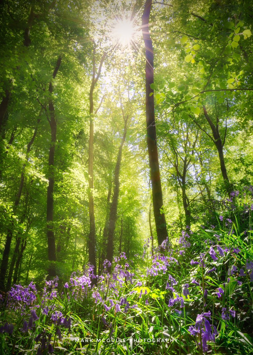 Mark McGuire tweet media