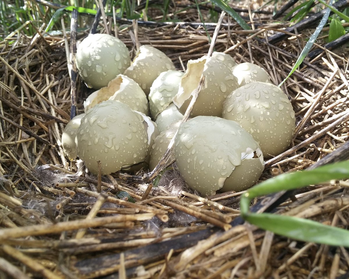 If given a choice, would we rather add pheasant nesting habitat to the landscape as a few big chunks, or dispersed as a bunch of little ones?

Head to the 🔗 link below and READ "Play Small Ball or Swing for the Fences?" by National Wild Pheasant Conservation Plan Coordinator Dr.
