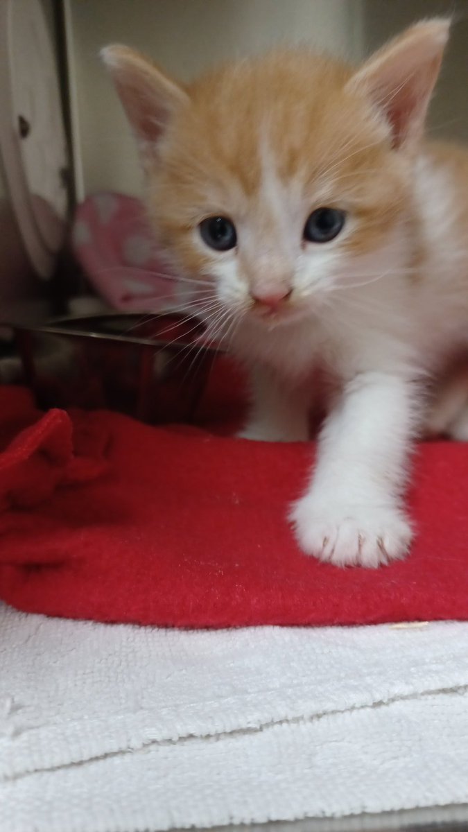 missinglynkAD's tweet photo. This kitten at work needs a name. Anything goes! https://t.co/s3R1IlC00w