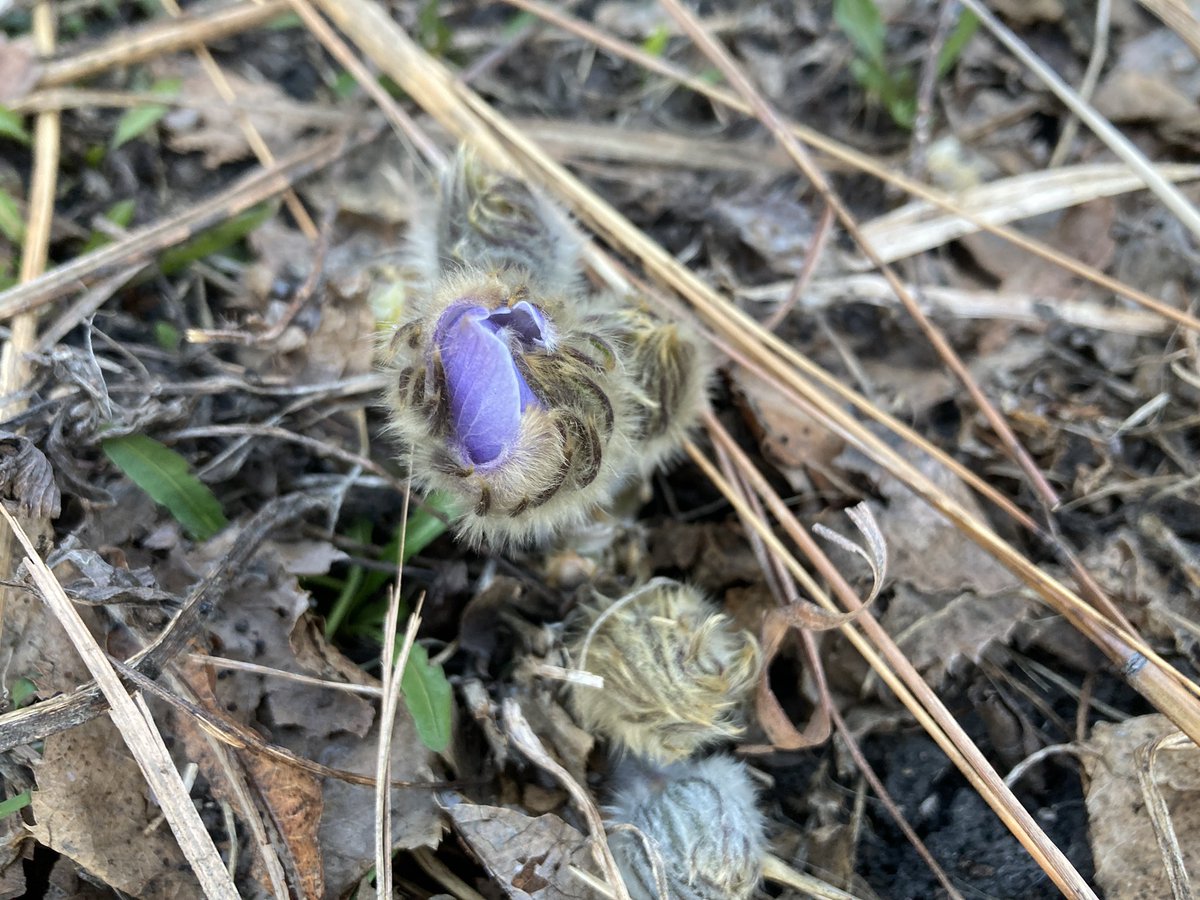 #PasqueFlower blooming in my backyard! @SDStateNPI for the win! So excited to see me favorite prairie flower blooming in my own yard. Also it is already providing food for #pollinators if you look closely.