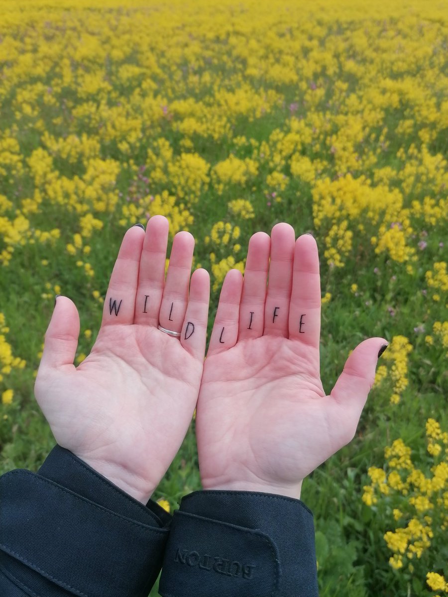 ELokuciejewski's tweet photo. New nerdy tattoo!
For the wildlife, and for a wild life.
It's all in my hands.
🦧🐘🐦🐢🐒🐅🐊🐟🕷️🐞🦇🐍
#sciencetattoo #nerdytattoo https://t.co/JXmx2JU7nR