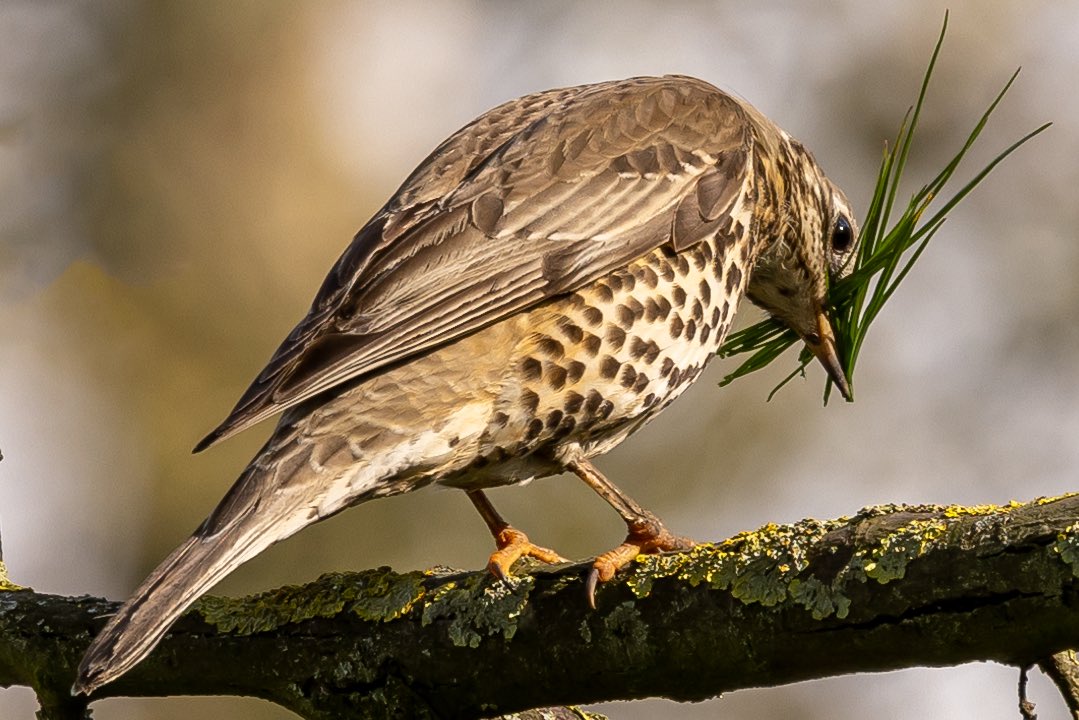 lensmanic's tweet photo. ‘Tis the season @wwcommon @EnableParks @Natures_Voice @BirdSpotUK @BBCSpringwatch https://t.co/WZgUaIjt4Q