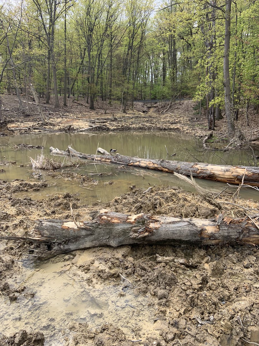 west_creek's tweet photo. Finally a rain-free day to check out in progress #restoration projects #movingdirt #ProtectRestoreConnect #waterquality https://t.co/qkzOQyJEu6