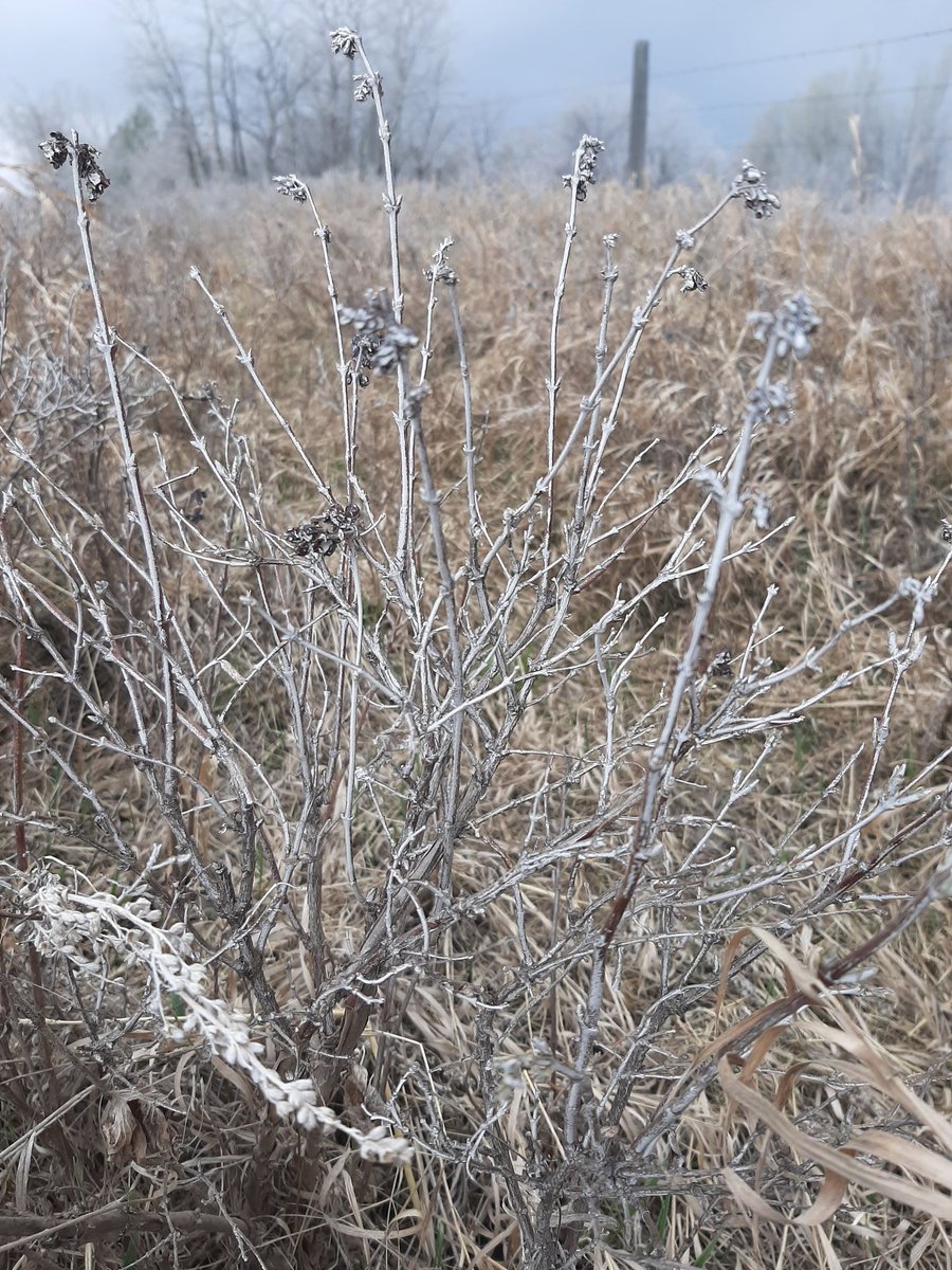 herefordcows's tweet photo. The last time the winds howled out of the SE like this, we woke up to an alkali covered landscape on May 7, 2021. Same conditions 2 yrs later. The alkali in the air is gross. #thedirty2020s #drylandcountry #alkalisloughs #southeastwindssuck #palliserproblems https://t.co/QfbeifBPOL