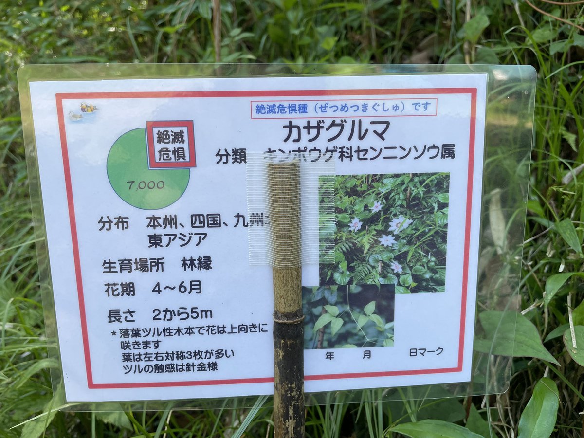 GWのおしどりの里。
カザグルマが咲き始めました。
絶滅危惧種で県内4か所しか自生していない希少植物です。
#富里市 #スイカ #おしどりの里 #スイカロードレース #カザグルマ