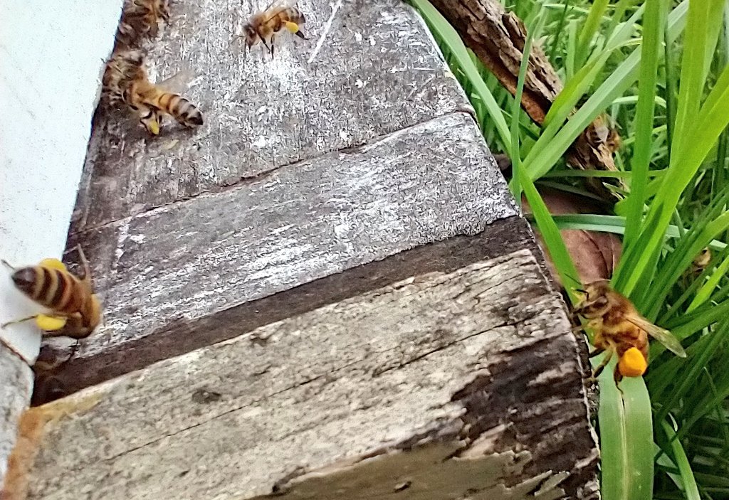 'Tis the season of the dandelion. It's funny to see that there are some real keener bees which have huge #pollen baskets and others with mediocre amounts! #honeybee #dandelions