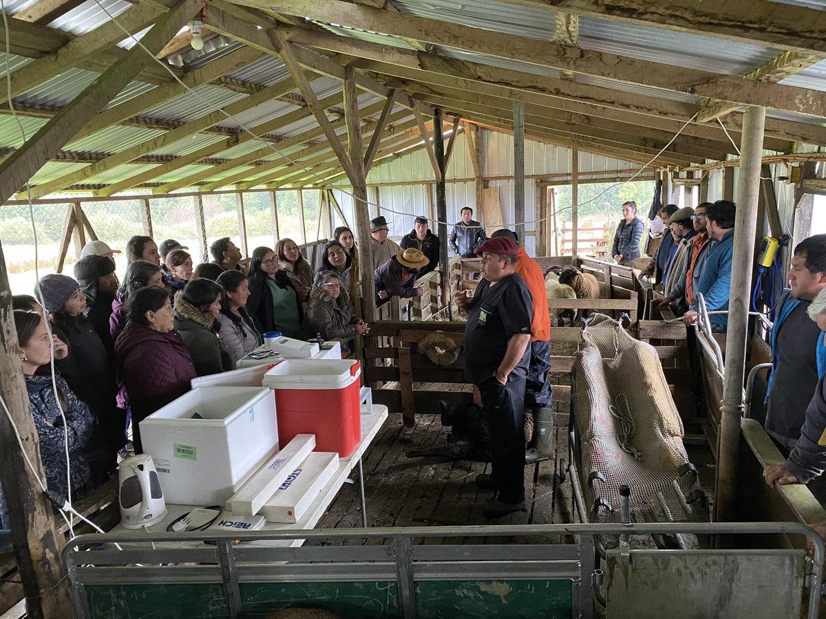 INIA_Chiloe's tweet photo. Está pasando; taller y día de campo en #IniaButalcura #Chiloé en torno a temas de reproducción ovina 🐑 , genetica 🧬 e inseminación, con la compañía del especialista Marcelo Quezada de #IniaHidango de @INIARayentue. @MinagriLosLagos @inia_remehue @IndapLosLagos @iniachile https://t.co/GW2SEQBfP1