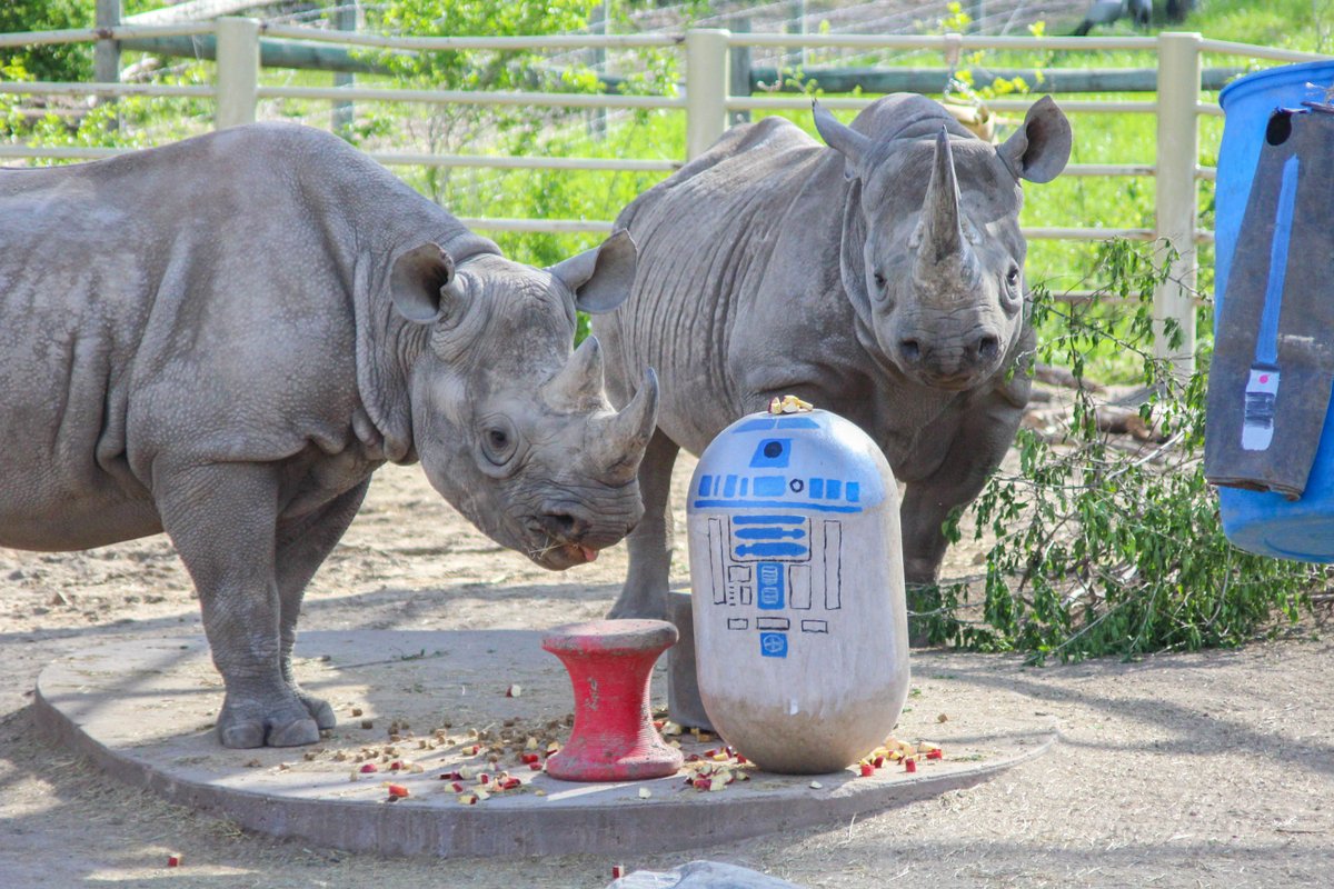 blankparkzoo's tweet photo. May the Fourth be with you 🦏 #MayTheFourth #MayThe4th https://t.co/N6mMHGD7CT