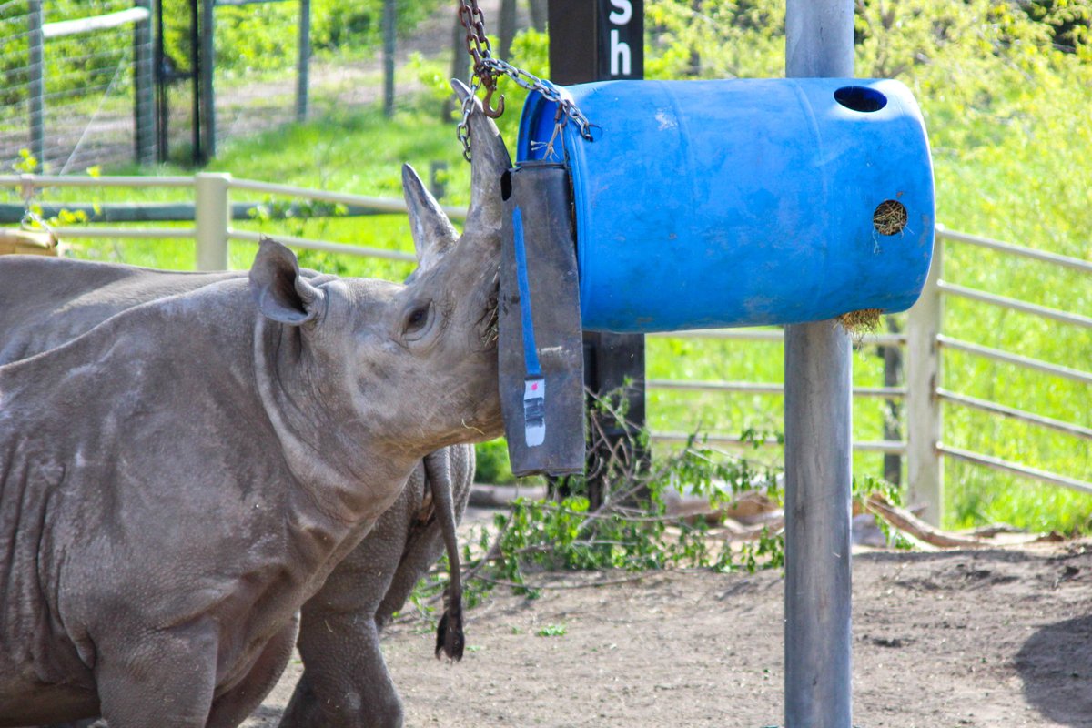 blankparkzoo's tweet photo. May the Fourth be with you 🦏 #MayTheFourth #MayThe4th https://t.co/N6mMHGD7CT