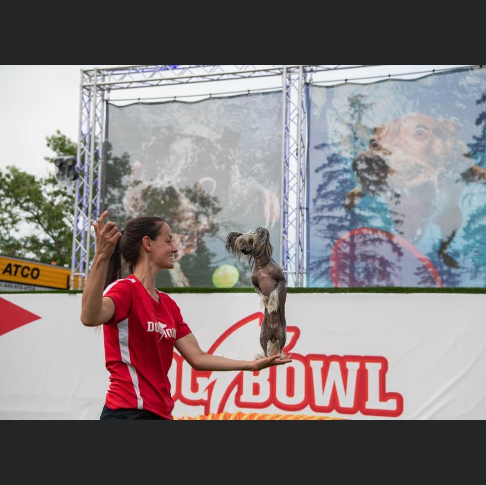 Extreme Dogs Stunt Dog Show tweet media