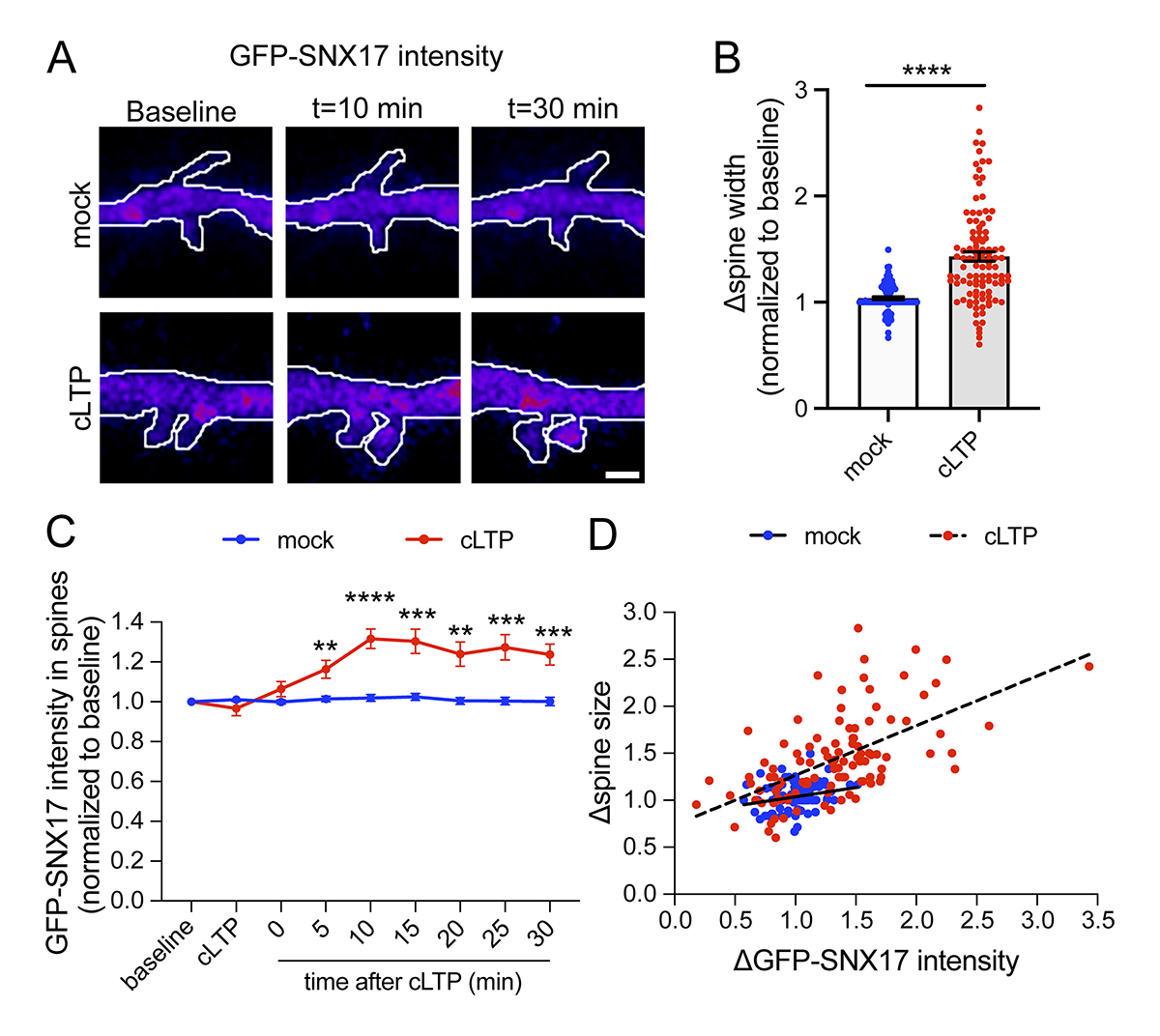 .<a href="/PRivero_PhD/">Pilar Rivero-Ríos</a>, Sutton, Weisman et al. <a href="/UMLifeSciences/">UMLifeSciences</a> demonstrate that the SNX17-Retriever endomembrane recycling pathway at postsynaptic sites is important for synaptic function and plasticity. bit.ly/3LSTkSy

#Trafficking #Neuroscience