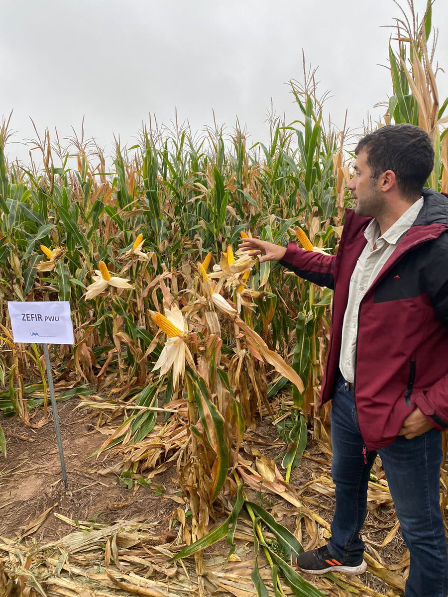 lisandroa35's tweet photo. Participando de la excelente Jornada demostrativa de la UAA, realizada en la localidad de Pinedo Chaco. Presentando nuestros híbridos 🌽🌽@semillasnord @ALZ_Agro. https://t.co/wg7pl5Q29j