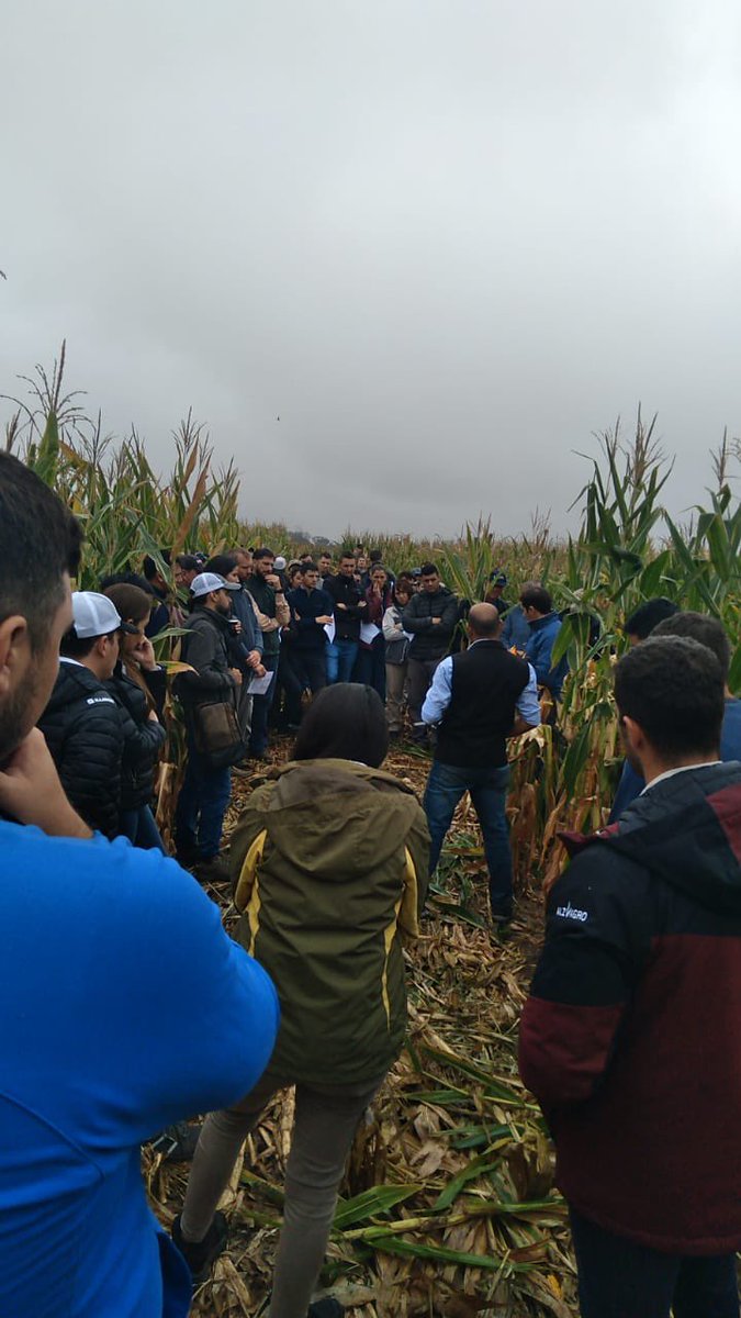 lisandroa35's tweet photo. Participando de la excelente Jornada demostrativa de la UAA, realizada en la localidad de Pinedo Chaco. Presentando nuestros híbridos 🌽🌽@semillasnord @ALZ_Agro. https://t.co/wg7pl5Q29j