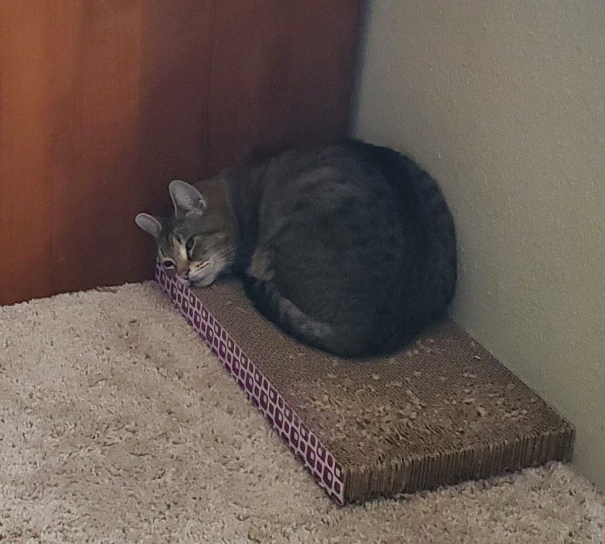 betty54's tweet photo. Alley Kitty sleeps in some funny places. https://t.co/ADyWyllk77