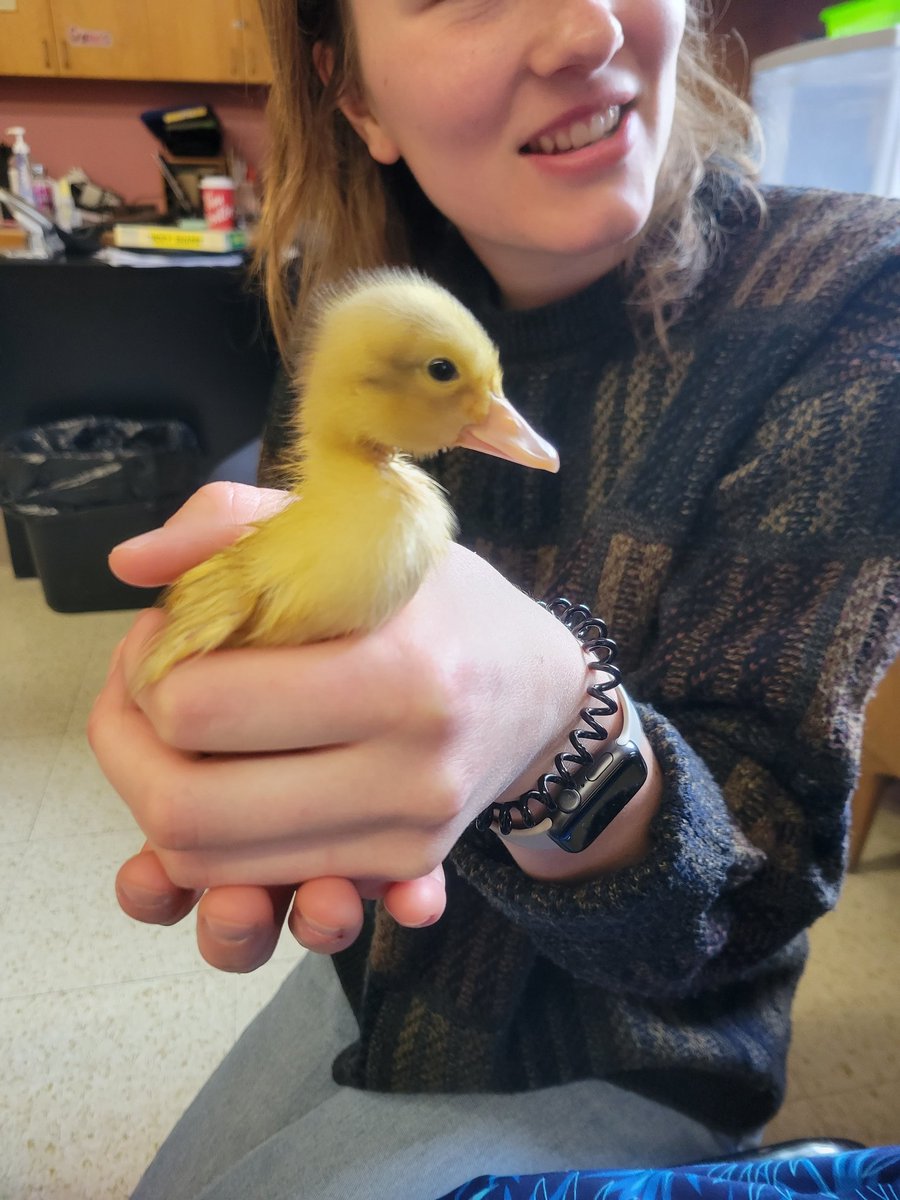 A busy morning in our classroom. A visit with five baby ducks, we baked four homemade loaves of 'Peita' bread and oatmeal chocolate chip cookies  for our 'breakfast lunch' tomorrow. <a href="/NorwellDSS/">Norwell DSS</a> <a href="/ugdsb/">Upper Grand DSB</a> #thebestclass ❤️🤍