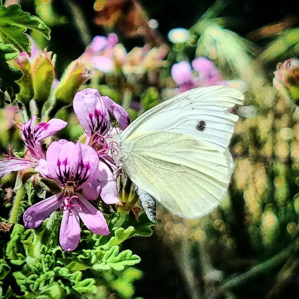 jland's tweet photo. #macro #smallworldlovers #macro_perfection #macro_freaks #macrophotography #macrocaptures #nature #perfection #igworldclub #bns_macro #macrophoto #macronature #naturephotography #naturelovers #naturelover #ig #outdoors #gardeninspiration #natureza #macro… https://t.co/vTJfj5jT9B https://t.co/Oaghc0sbcw
