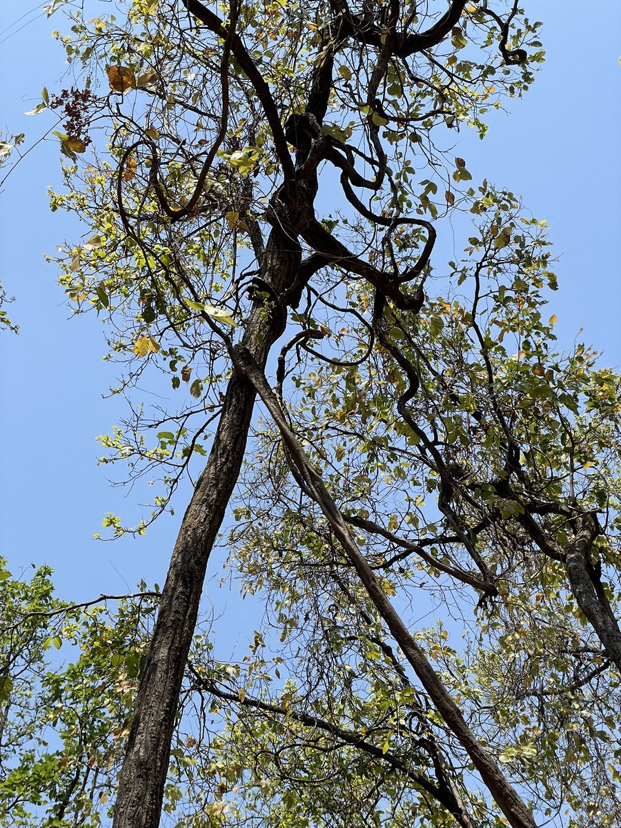Hiç beklemediğim şekilde Hindistan’da beni en çok etkileyen yaban hayat ağaçlarınki oldu. Aşağıda “Strangler Vine Tree” (Boğucu sarmaşık) ya da “Killer tree” (katil ağaç) görülüyor. Bizim sarmaşığın ağaç hali. Çok av sahnesi gördüm ama bu manzaralar beni daha dehşete düşürdü.