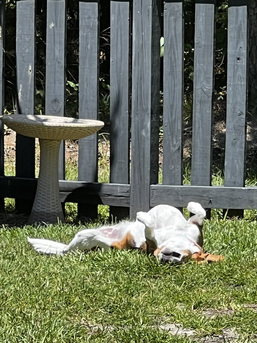 Where’s the beagle 🐶☀️💤
