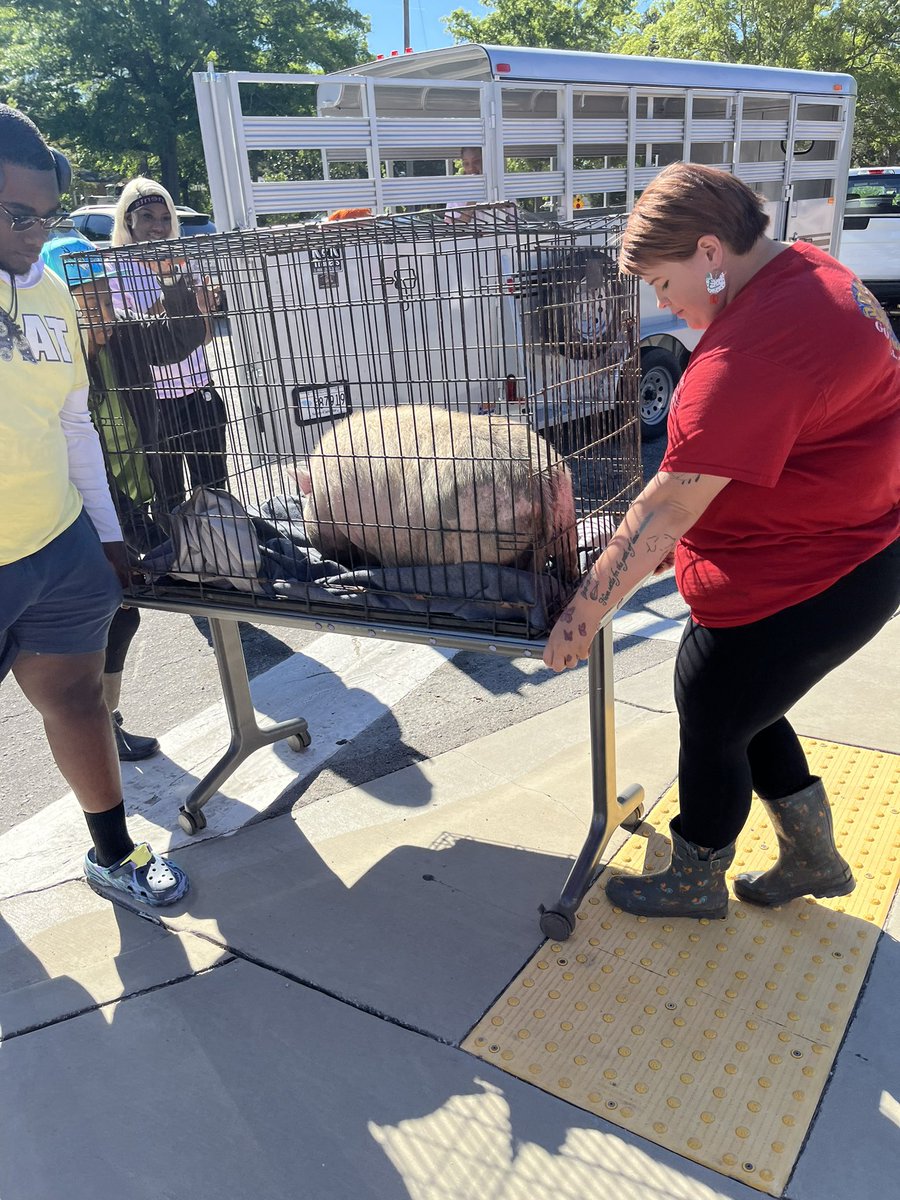 nferguson71209's tweet photo. Keenan High Agricultural Dept. enlightened us today on Pigs!
@RichlandOne @JohnPThomasElem https://t.co/EApNMggMo0