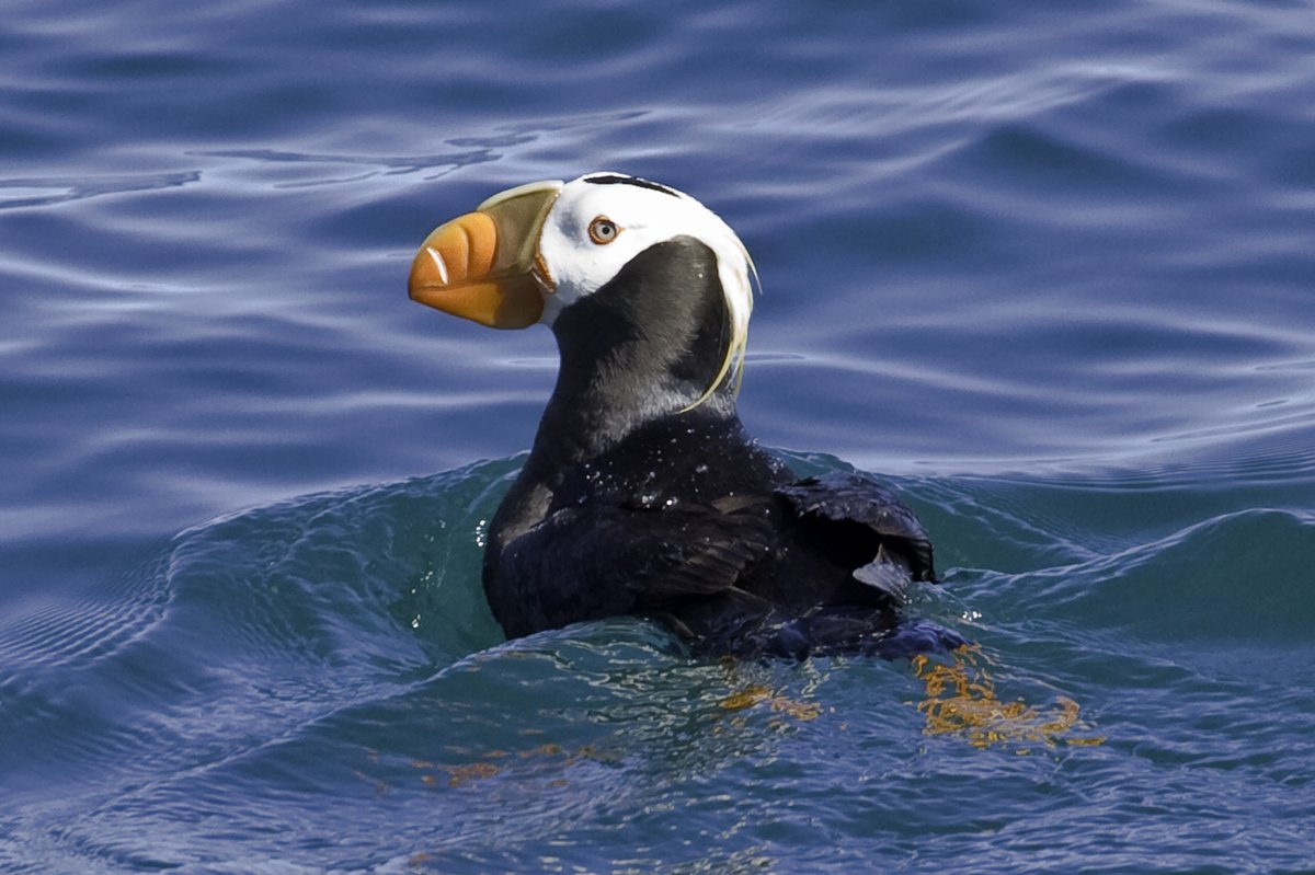 StanStephensAK's tweet photo. It’s #BirdDay! Did you know more than 280 bird species can be spotted in Valdez throughout the year? #StanStephensCruises https://t.co/qHwVX7e4Pt