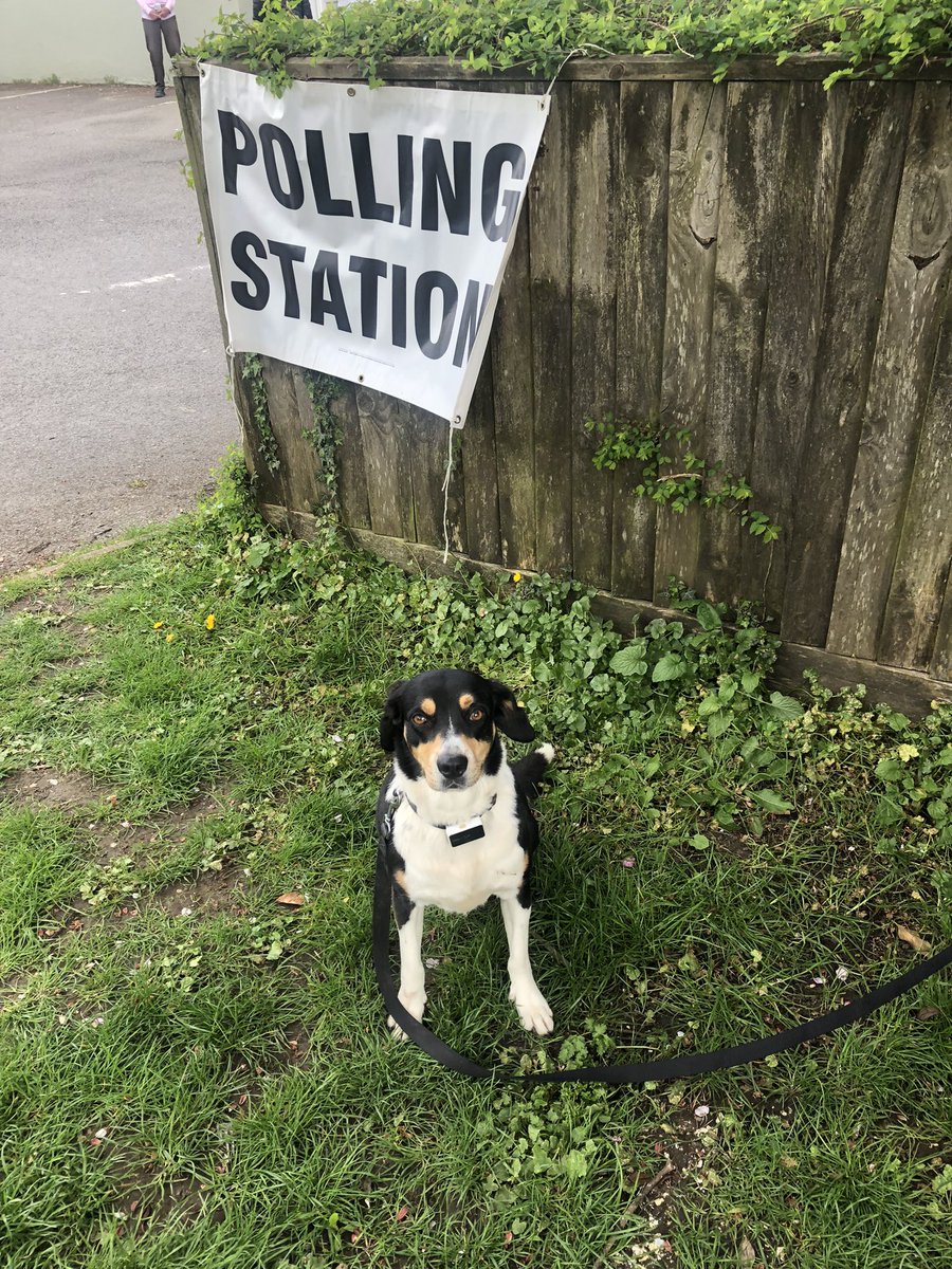 sootymouse's tweet photo. #dogsatpollingstations https://t.co/vXhD9nNPI1