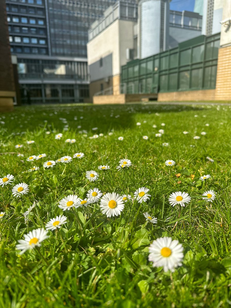 Summer in Imperial….Dementia Garden
#charingcrossshospital #imperialcollegehealthcarenhstrust @ImperialPeople @ImperialNHS @DementiaUK #summer #tulips #daisy #flowers #unitedkingdom #NHS #InternationalNursesDay