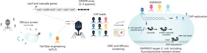 Engineered phage with antibacterial CRISPR–Cas selectively reduce E. coli burden in mice go.nature.com/44rZpN4