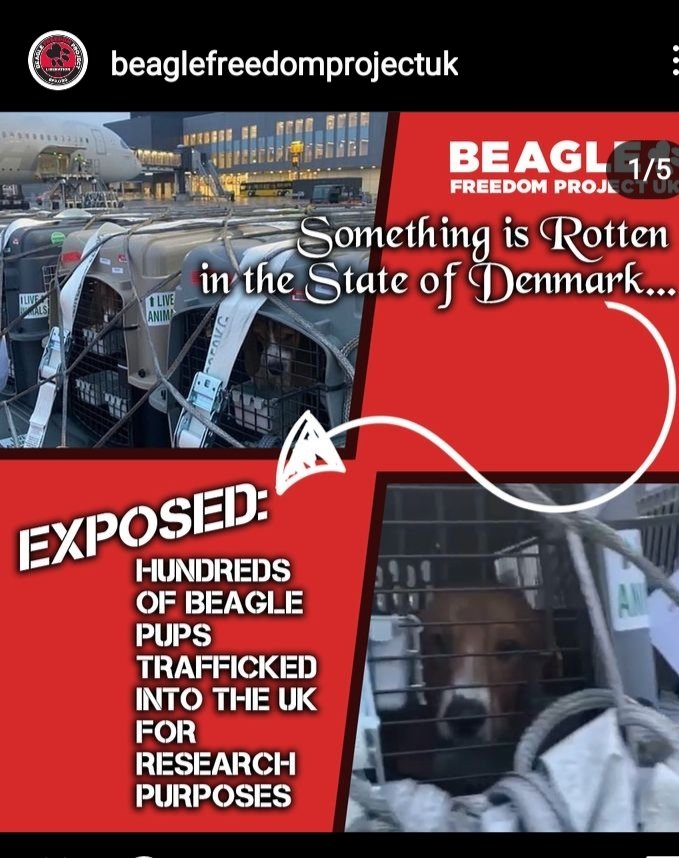 Beagles transported from USA via Denmark to the United Kingdom for Animal Experiments.
#denmark 
#EuropeanParliament 
@Info3r
