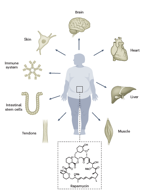 Lamming Lab (@lamminglab) on Twitter photo May the #rapamycin be with you! Pleased to be able to announce our new review on "Targeting the biology of aging with #mTOR inhibitors" with <a href="/MannickJoan/">Joan Mannick</a> now available at <a href="/NatureAging/">Nature Aging</a>. Free-to-read link now available at nature.com/articles/s4358… May the #rapamycin be with you! Pleased to be able to announce our new review on "Targeting the biology of aging with #mTOR inhibitors" with <a href="/MannickJoan/">Joan Mannick</a> now available at <a href="/NatureAging/">Nature Aging</a>. Free-to-read link now available at nature.com/articles/s4358…