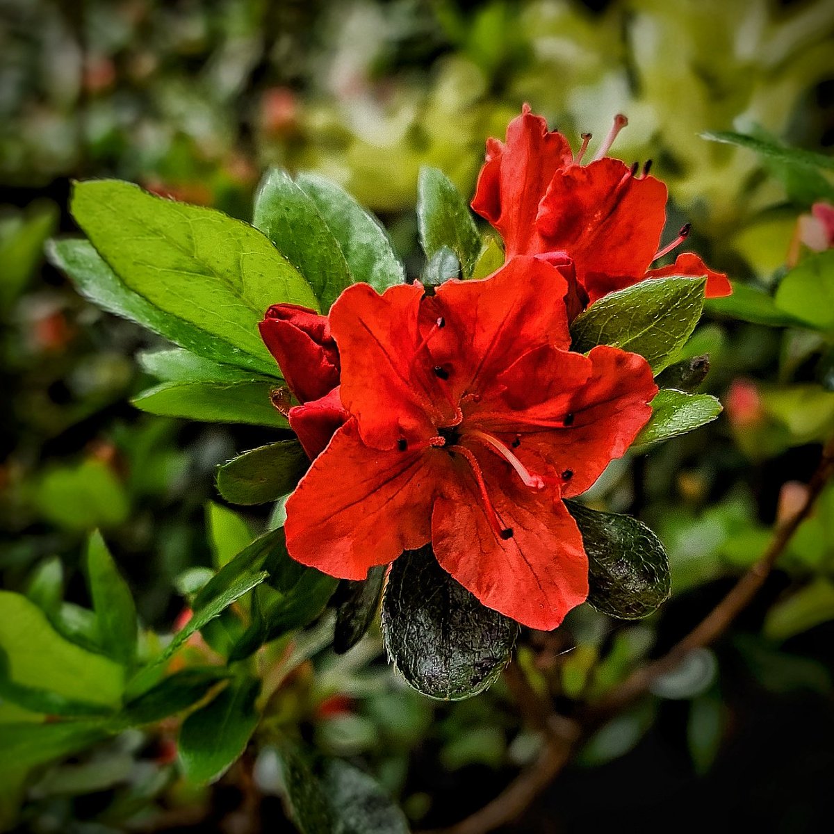 Flowers outside my building.

#belfast #northernireland #photography #ni #flowers #colorphotography #spring